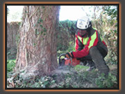 FELLING TREES OVER 380MM