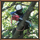 USE OF CHAINSAW FROM A ROPE AND HARNESS