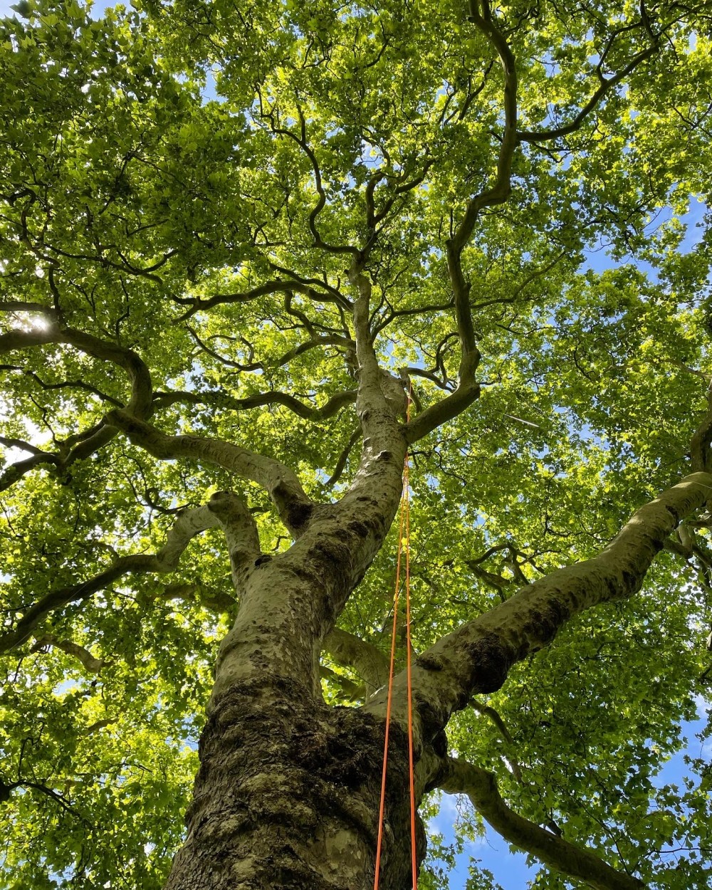 Arbor Venture Training